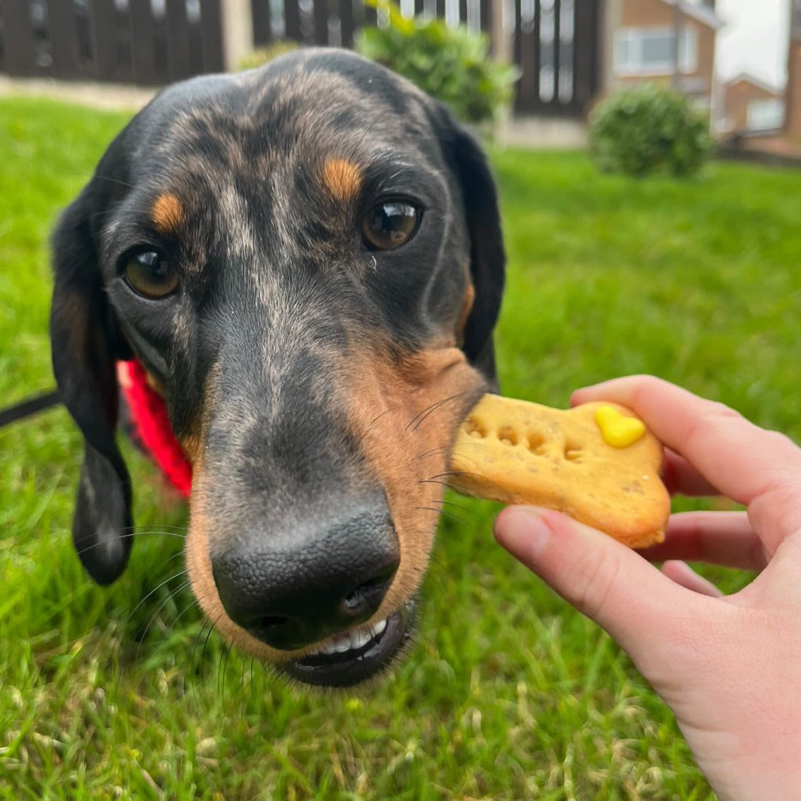 Moose eating a dog bone biscuit with dogs name stamped in the middle with 2 iced love hearts