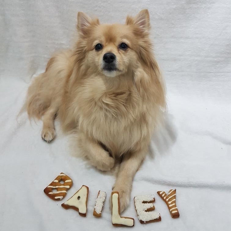 A dog posing with a selection of dog biscuits spelling "BAILEY"