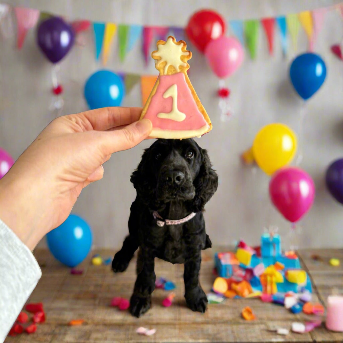 Dog wearing a birthday party hat with age number one