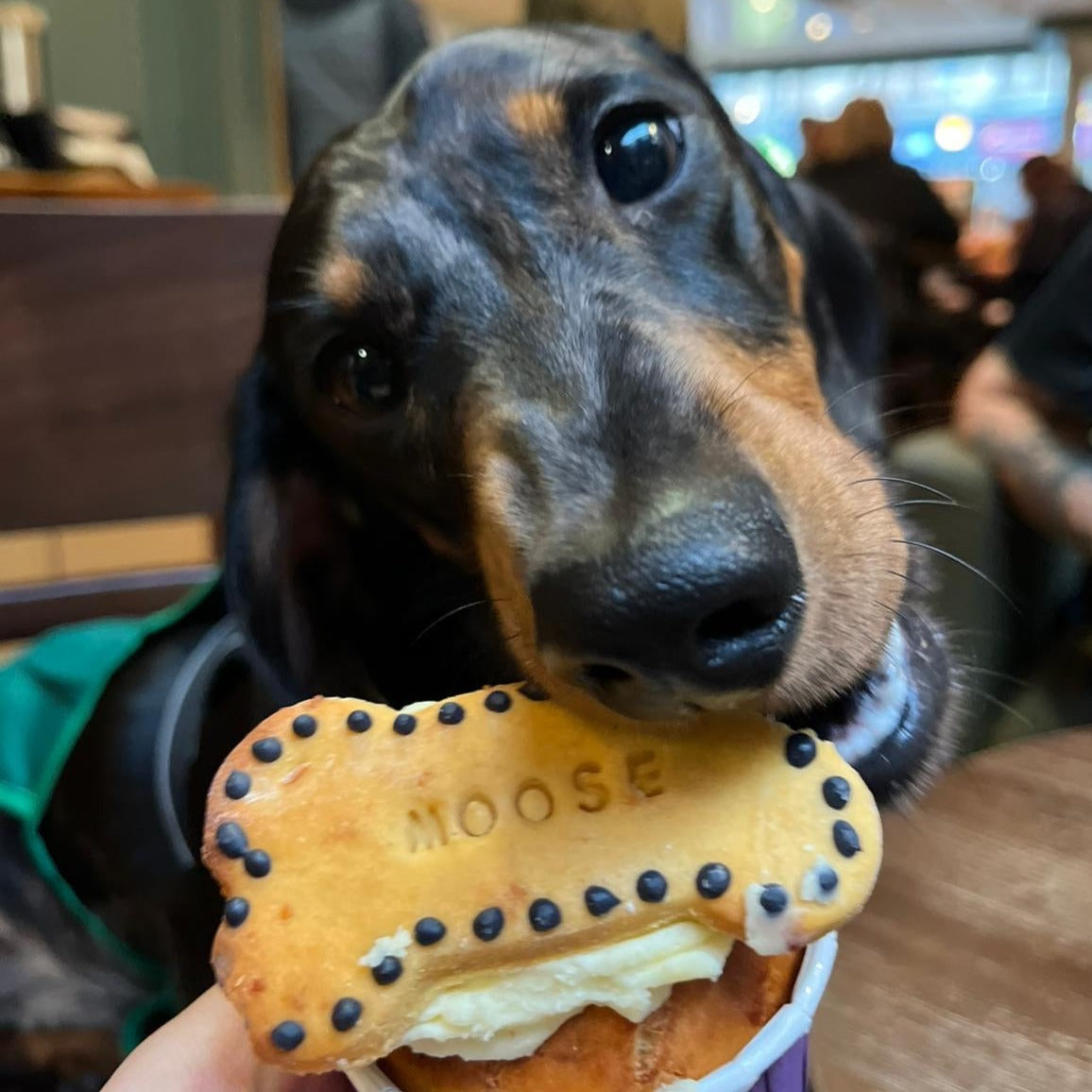 A dog eating a pupcake topped with a bone biscuit