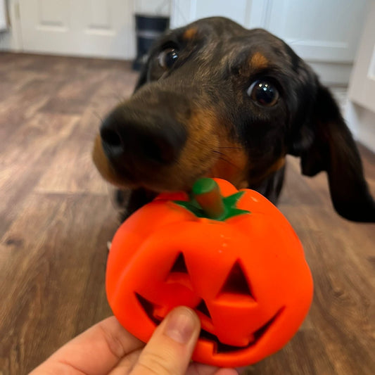 Squeaky pumpkin dog toy Halloween add-on
