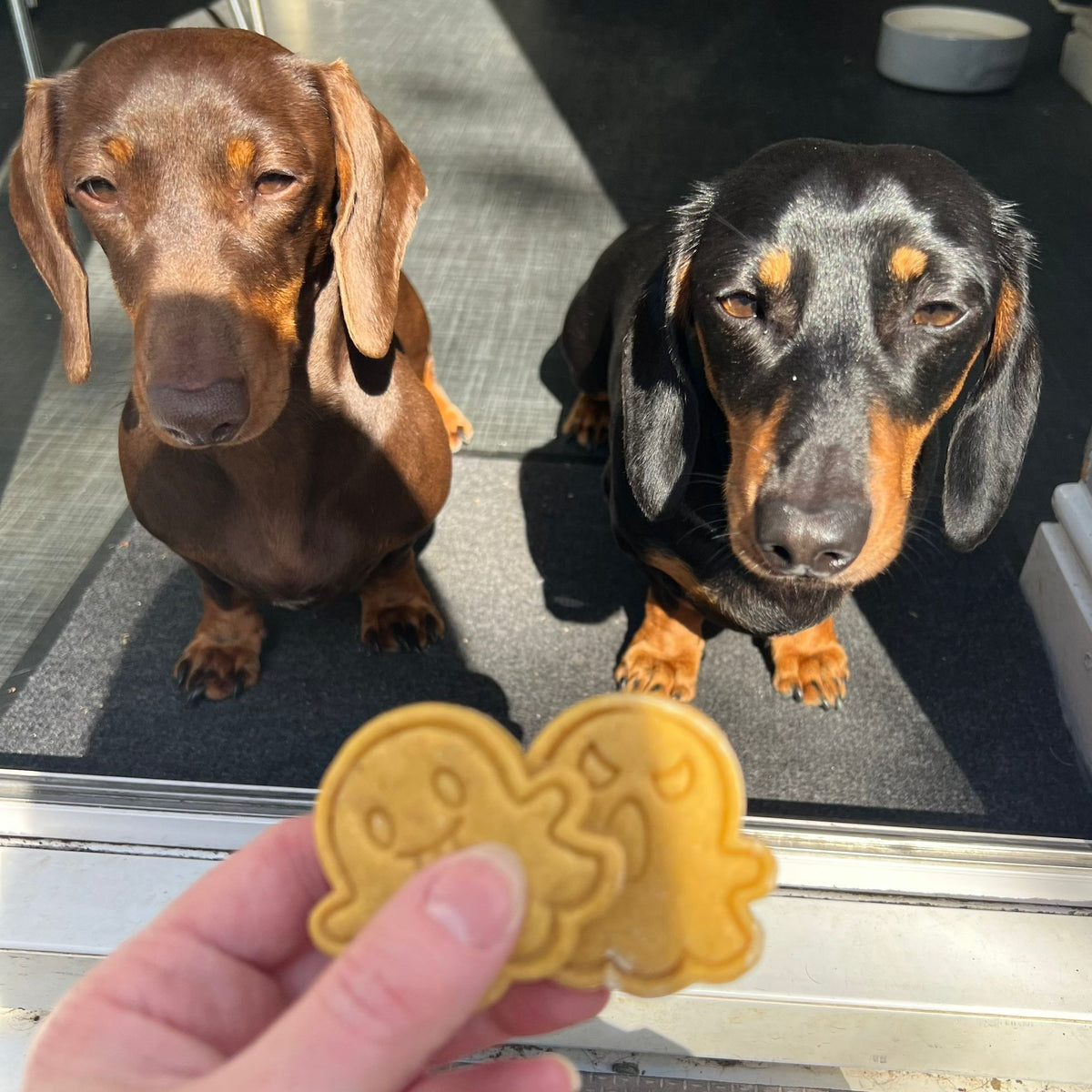 Dogs with ghost-shaped Boo Bites dog biscuits