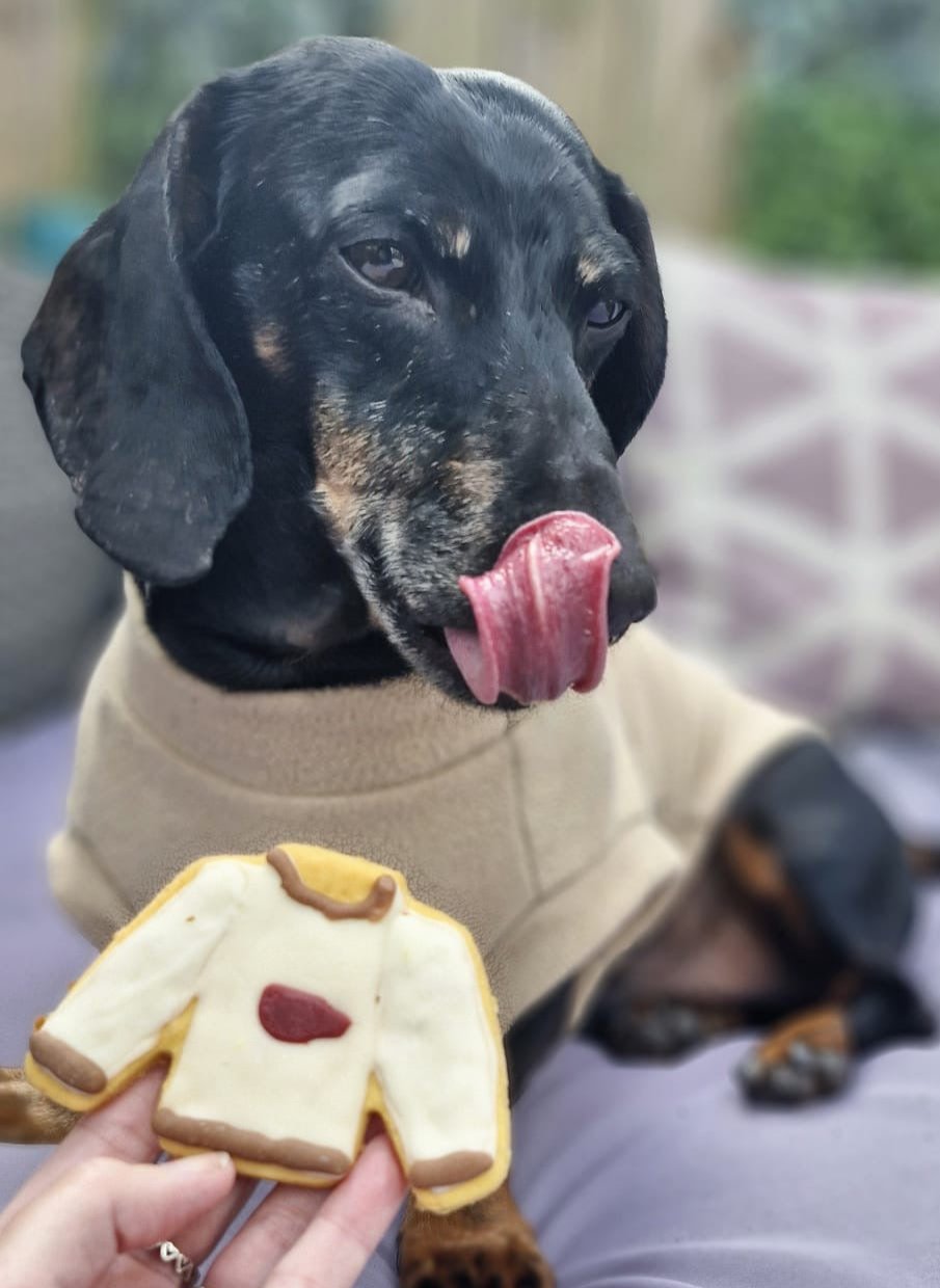 Dachshund looking at a pumpkin-spice sweater dog biscuit