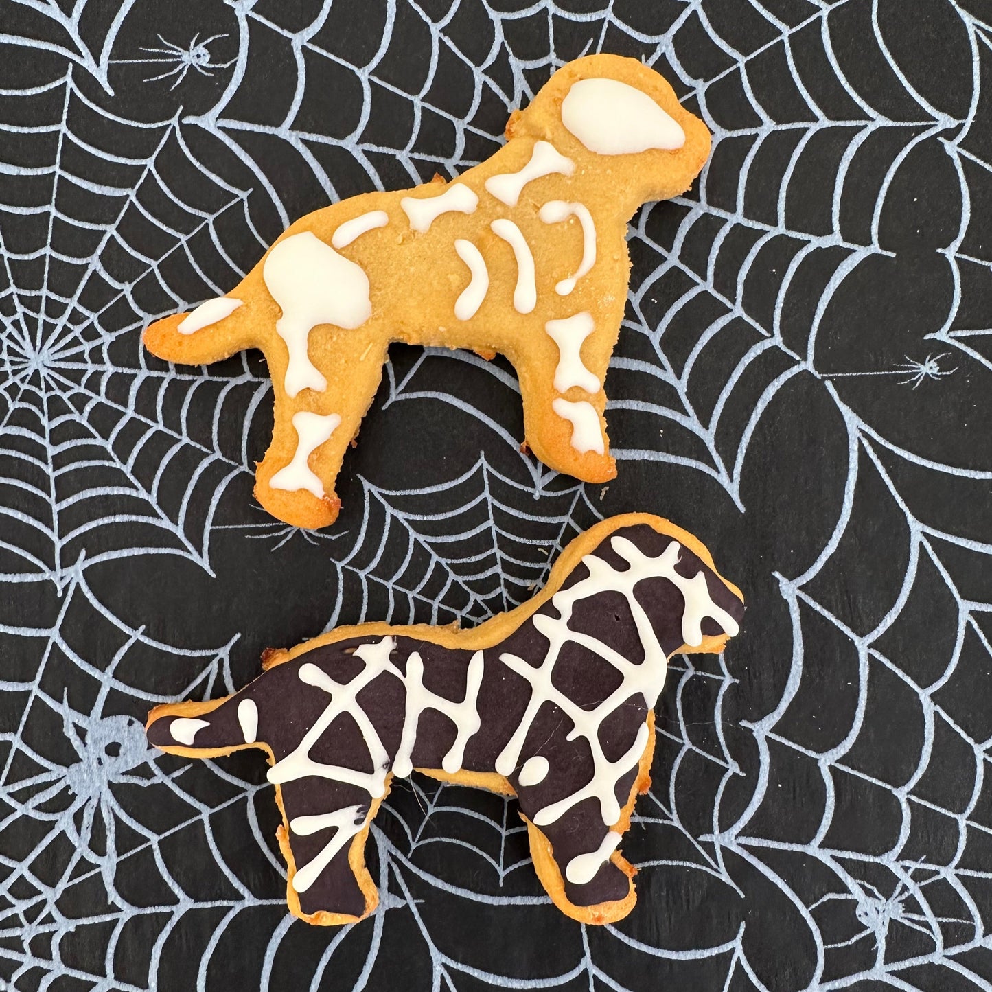 2 Cockapoo shaped dog biscuits decorated with pup friendly icing, one like a skeleton and one like mummy
