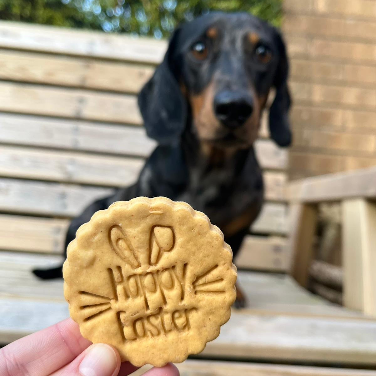 Moose the dachshund blurred in the background with a human hand holding a Happy Easter biscuit