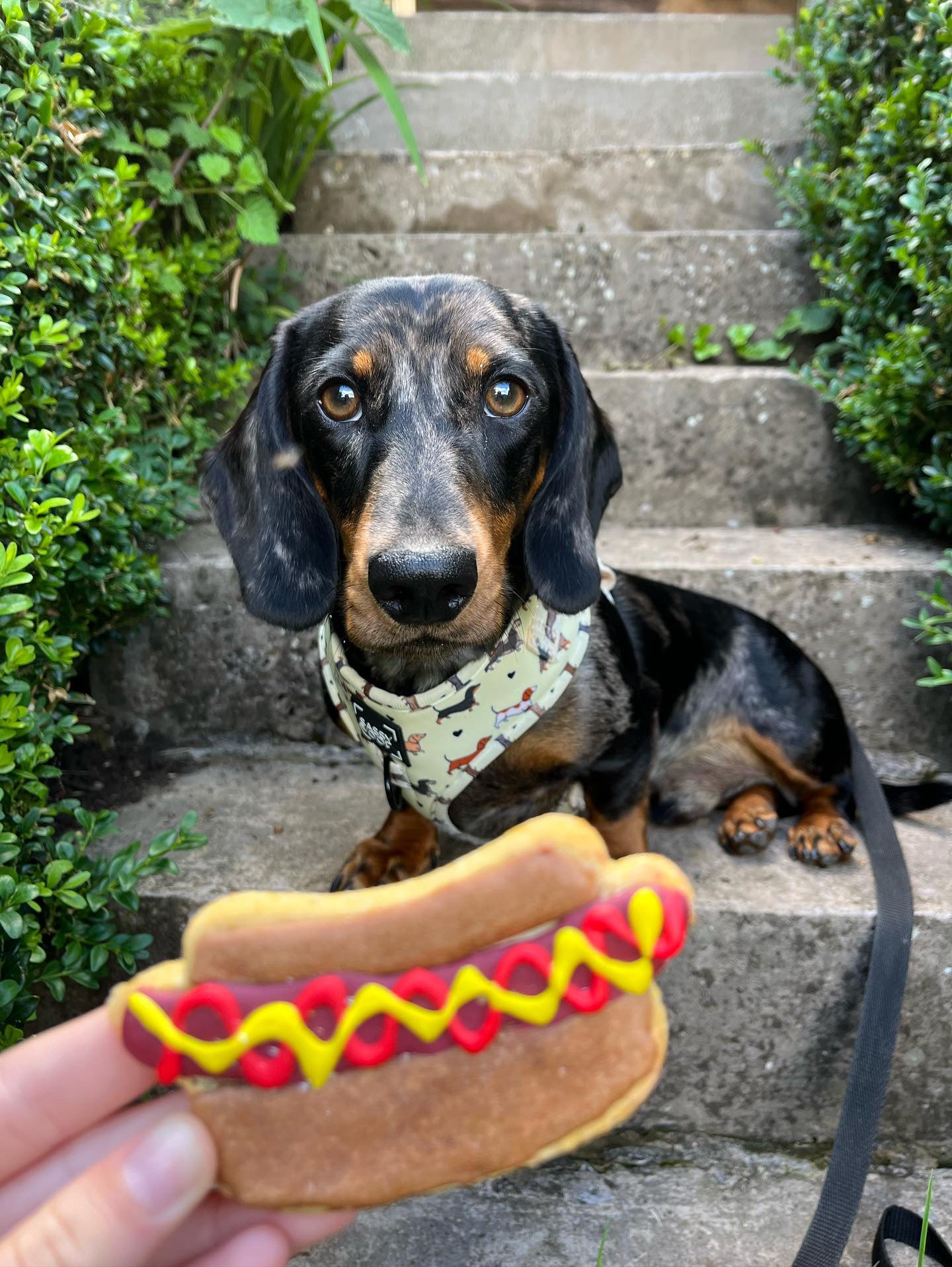 Moose the sausage dog posing with his hot dog shaped biscuit