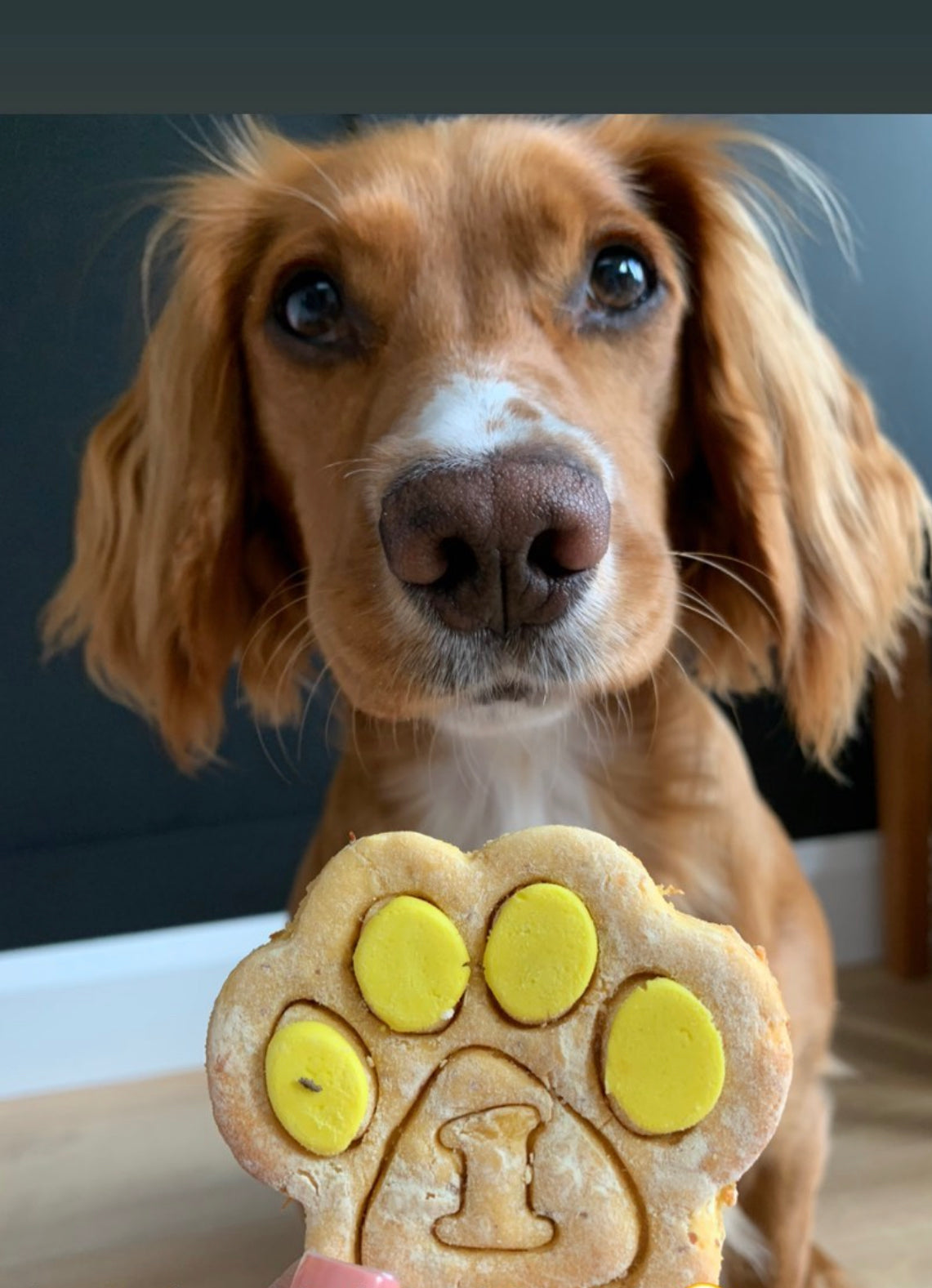 A dog posing with a large paw print decorated with yellow icing