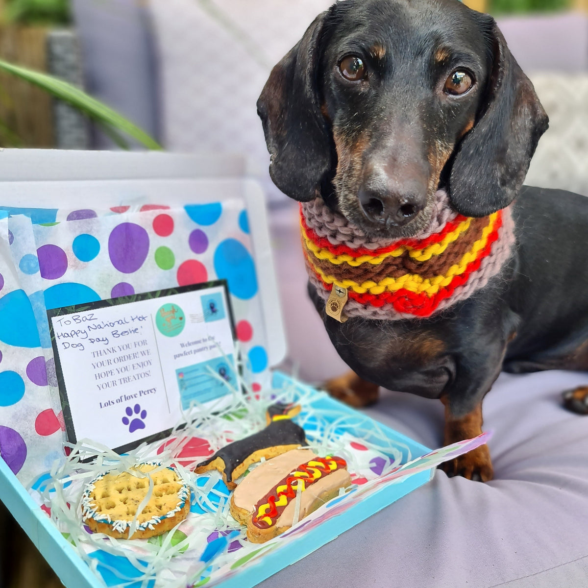 Baz the sausage dog with a box of dog biscuits which include a sausage dog biscuit that is decorated to look like him with a hot dog shaped biscuit