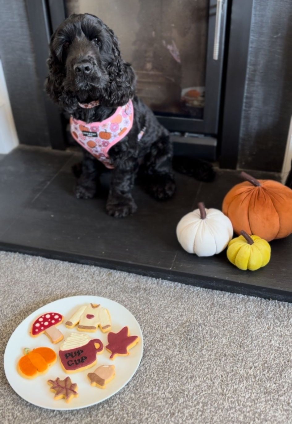 Luna the Spaniel in her pumpkin spice latte harness with a selection of percys pawfect pantry autumn dog biscuits