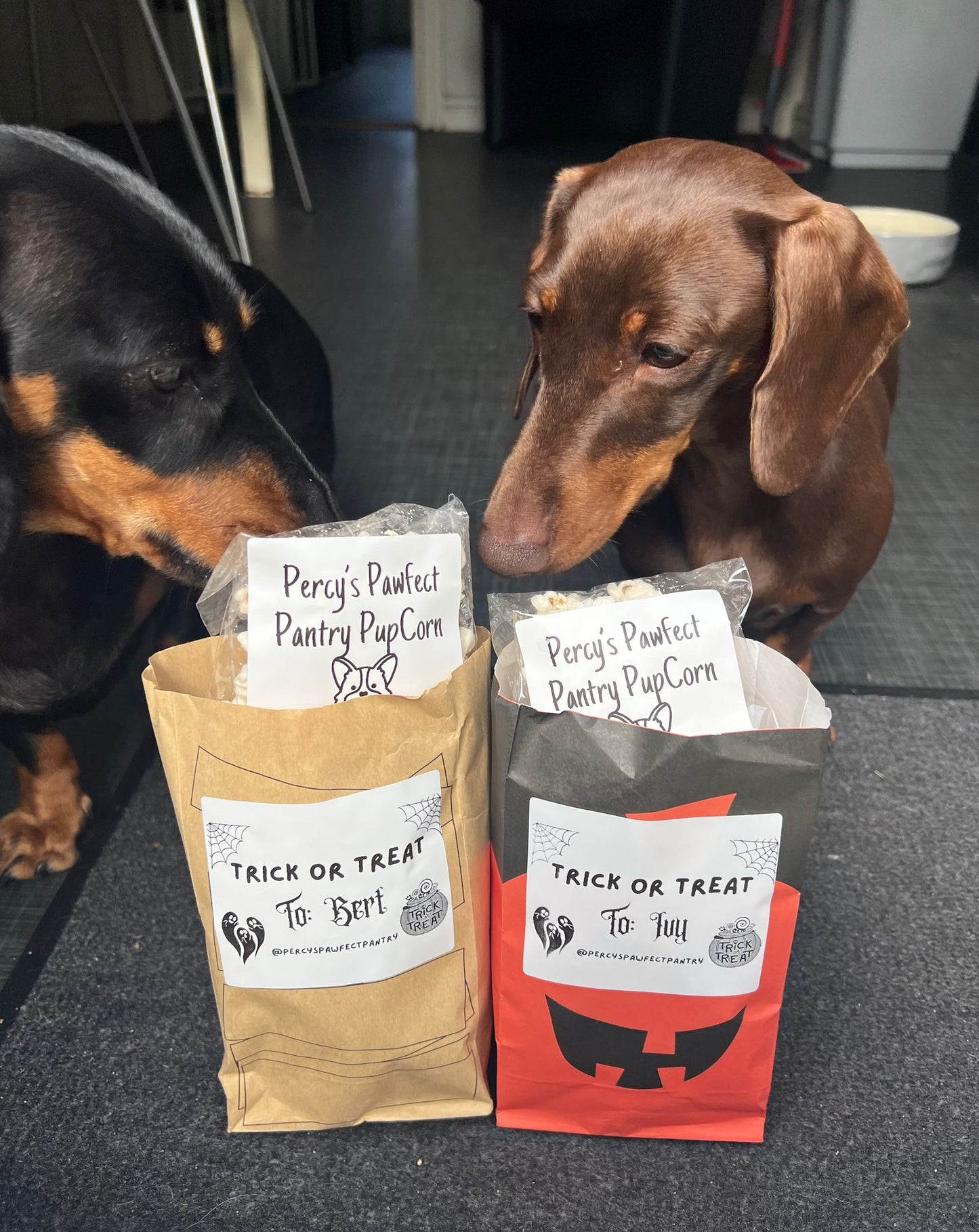 2 dogs looking into their trick or treat bags