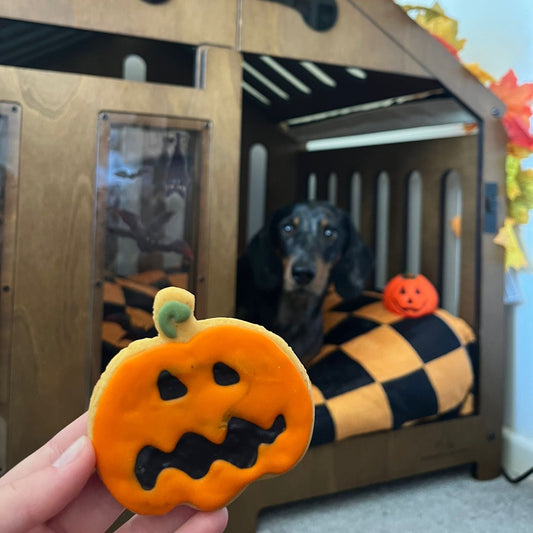 Dachshund Moose with a spooky pumpkin dog biscuit