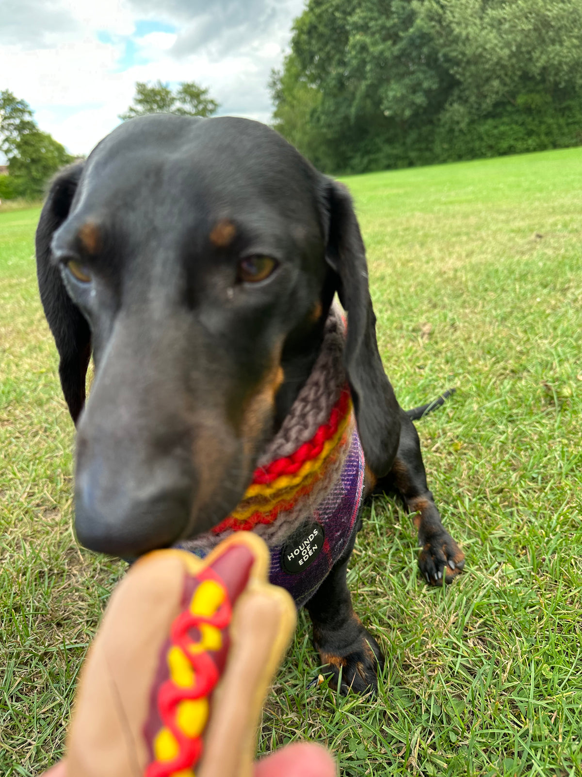 Percy eating a hot dog shaped dog biscuit in the park