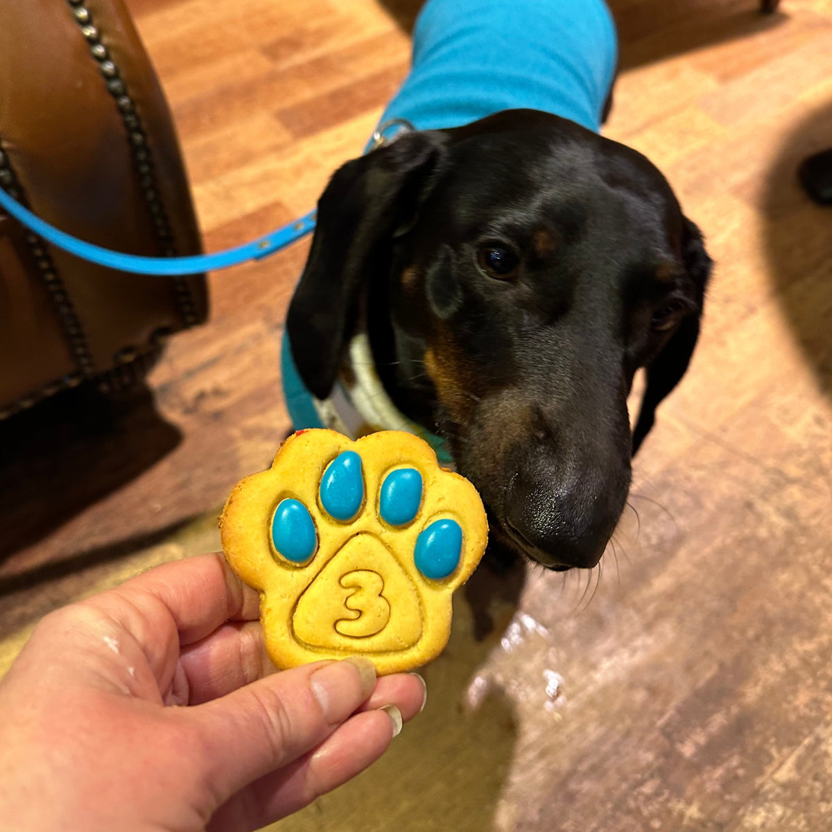 Dachshund eating a large paw biscuit personalised with age 3
