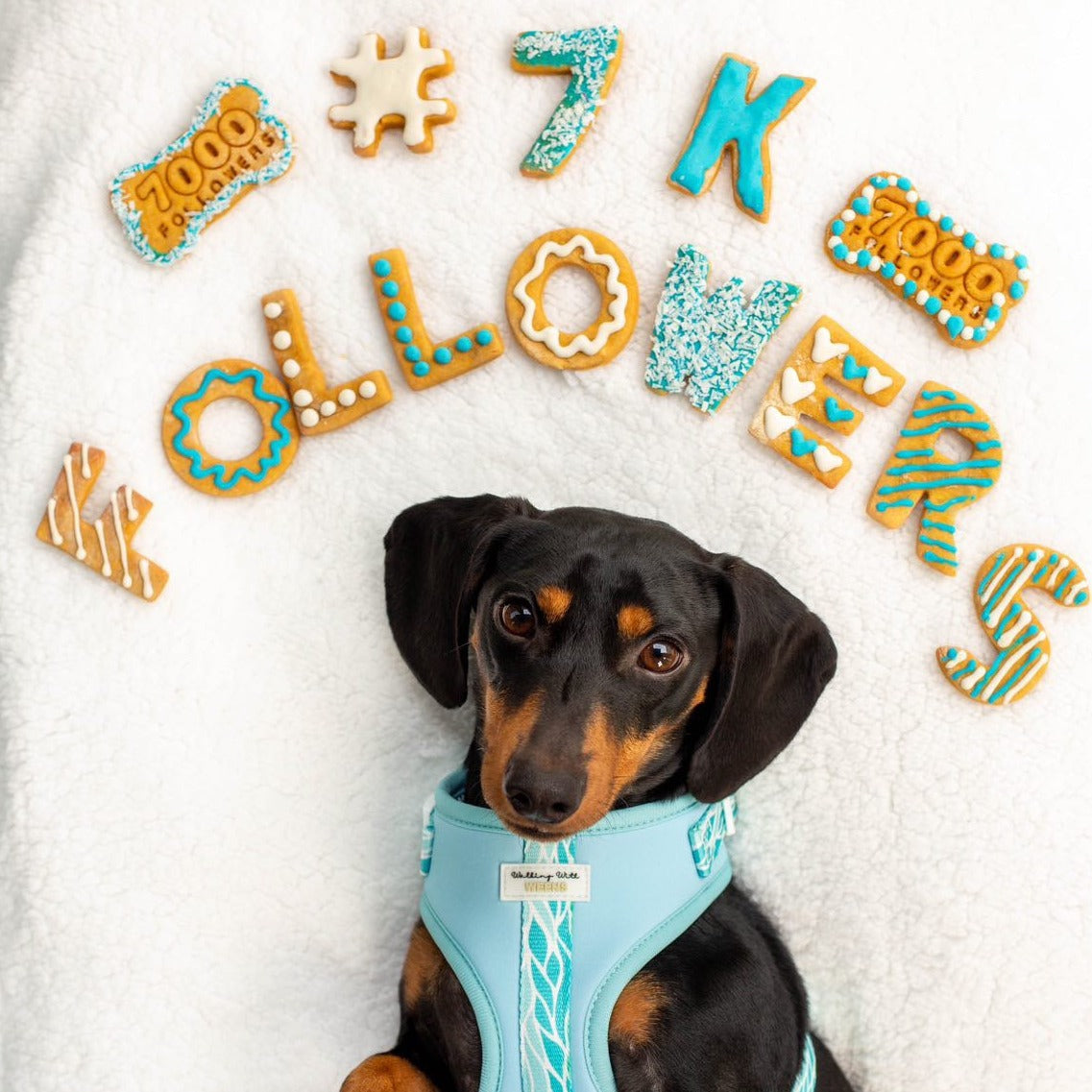 Large Instagram milestone dog biscuit gift box spelling 7K FOLLOWERS
