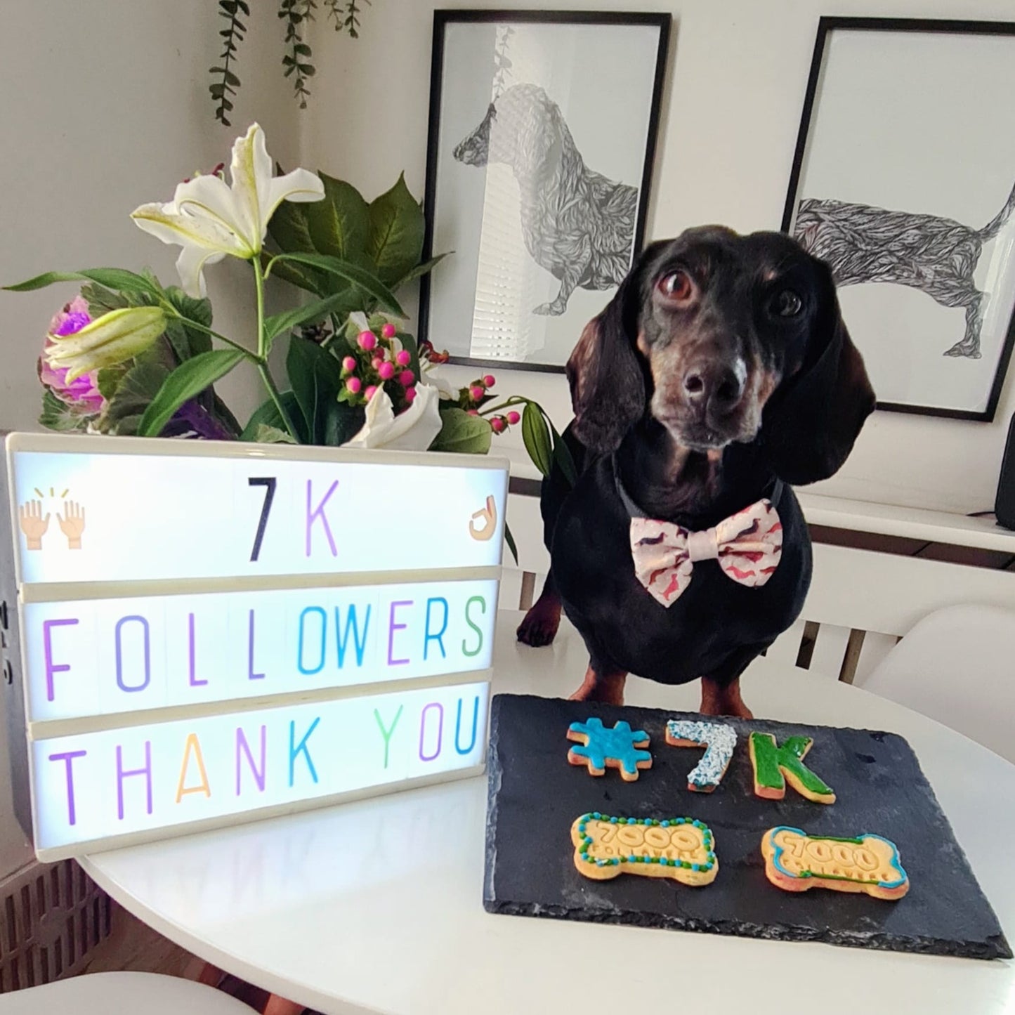 A dog in a bow tie surrounded by a selection of dog biscuits with a light box sign saying "7K followers"