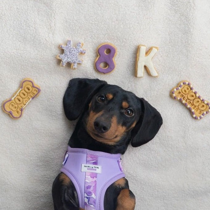 Small Instagram milestone dog biscuit set with personalised follower number