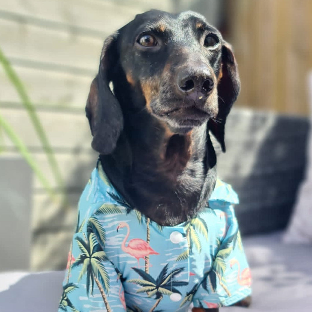 Baz the Sausage Dog wearing a blue Hawaiian shirt with flamingo and palm tree patterns.