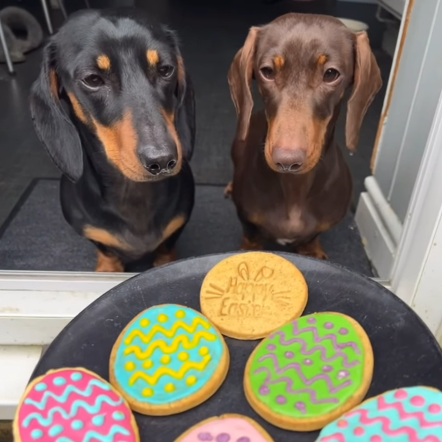 2 Dachshund  looking at a plate of Easter egg biscuits
