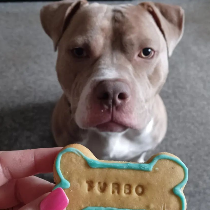 A staffie posing with a bone biscuit with the name "TURBO"