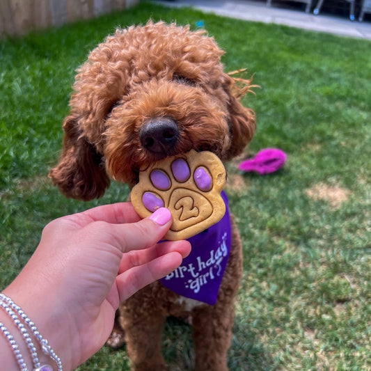 Pawfect Moments: Penny the Poochon’s Purple 2nd Birthday Pawty
