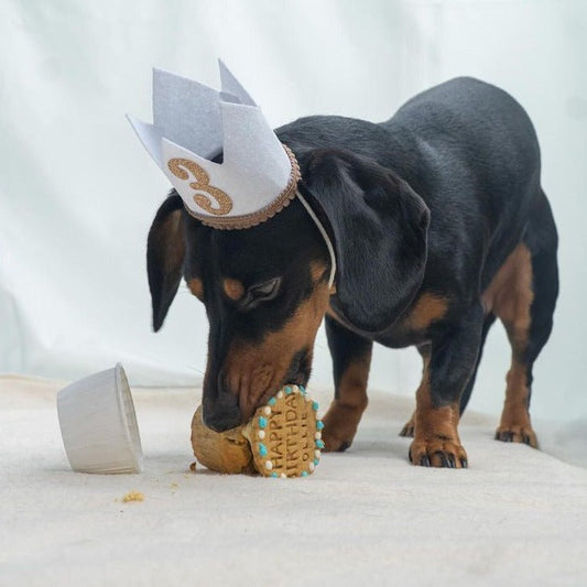 🎉 How to Throw the Most Pawfect Birthday for Your Pup! 🐾