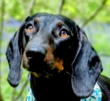 Behind the Scenes at Percy’s Pawfect Pantry