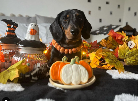 🎃 Halloween Dog Party Ideas