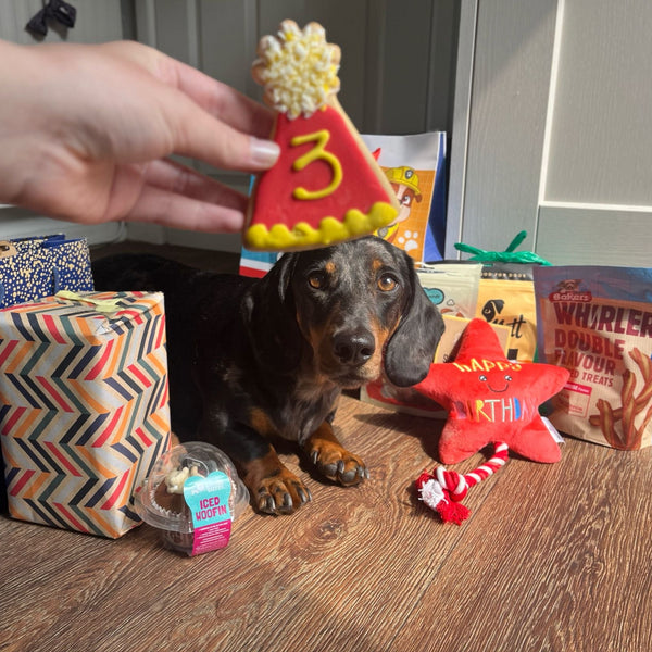 Dog with birthday hat surrounded by presents and toys on a wooden floor with a red and yellow party hat dog biscuit