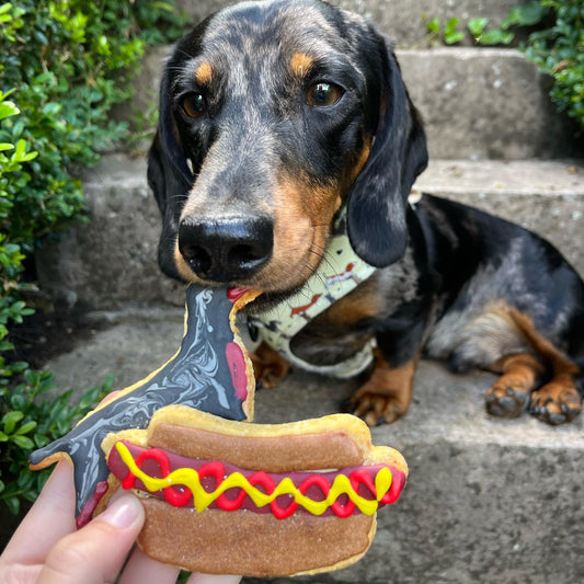 Moose the sausage dog  eating a sausage dog biscuit that is decorated to look like him with a hot dog shaped biscuit