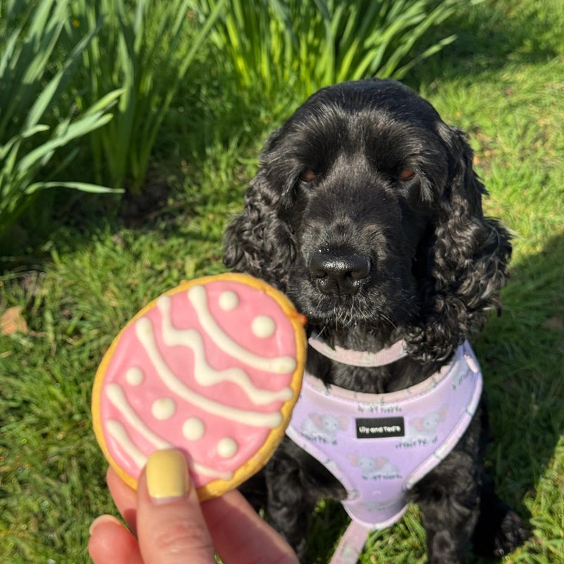 Lovely Luna with a pink and white easter egg Percys Pawfect Pantry biscuit. 