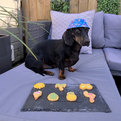 A dog in a bucket hat with a selection of tropical themed dog biscuits on a black slate platter