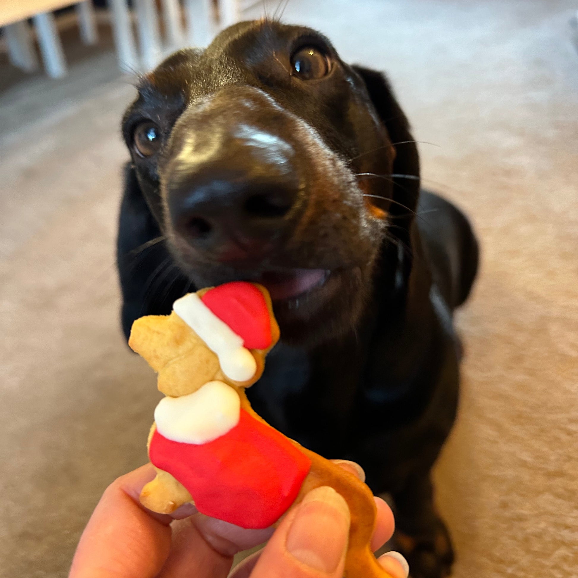 Percy the dachsuns looking at a red and white xmas dachshund biscuit held by a person.