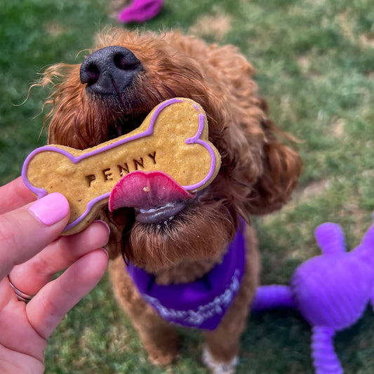 Dog eating a personalised Bone