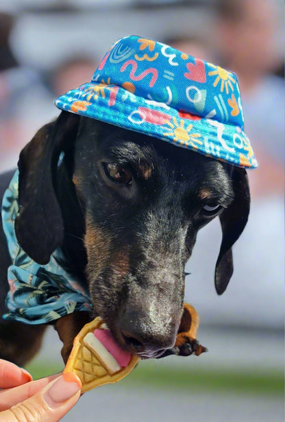 Baz the Sausage Dog in a summer bucket hat eating an mini ice cream biscuit 