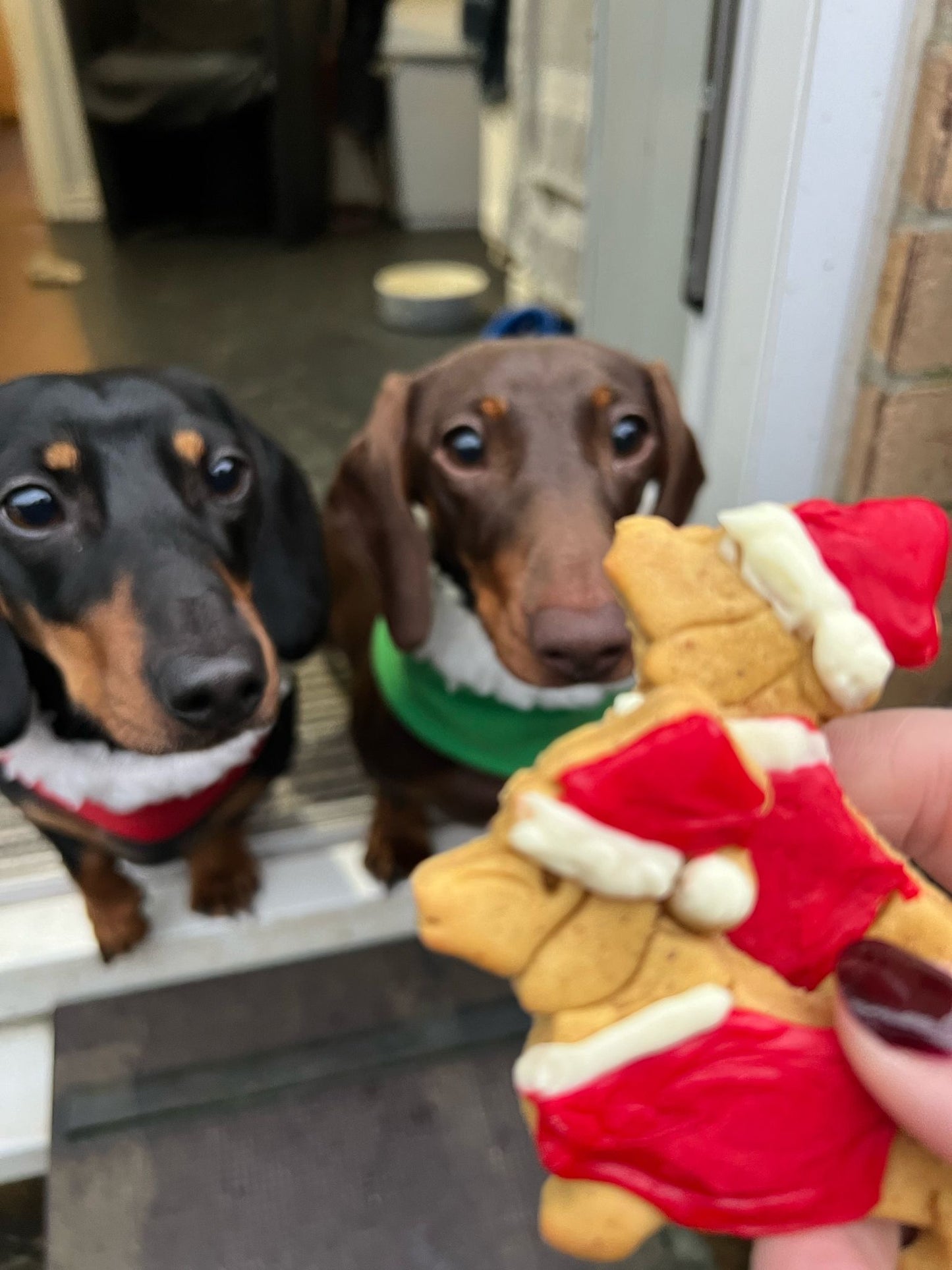 Two dachshunds wearing Christmas-themed collars looking at  two Christmas dachshund cookies.