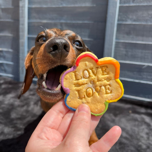 Dog enjoying a Proud of Pride rainbow biscuit