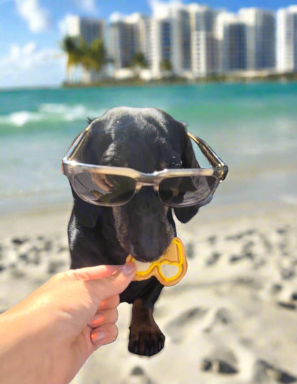Baz eating his sun glasses shaped dog biscuit
