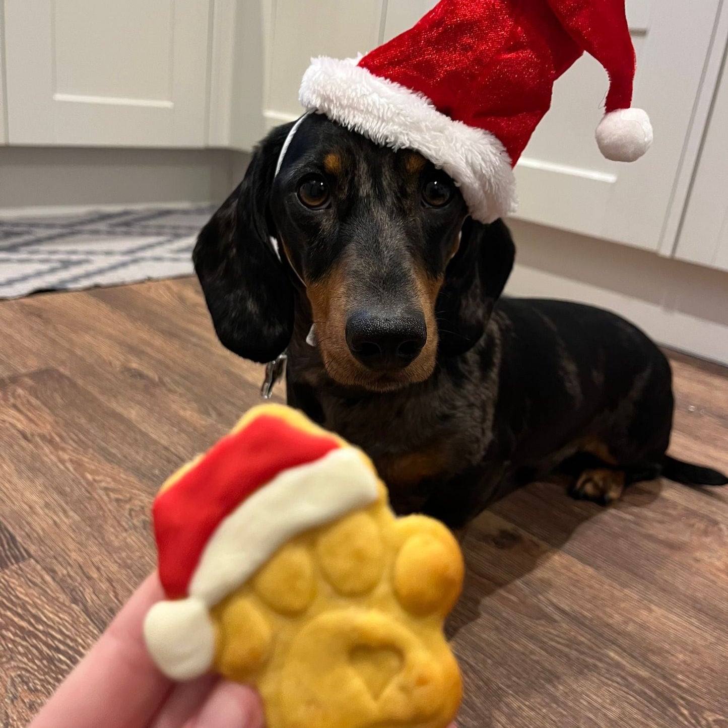 Extra Treatos?! 1 x Santa Hat Paw