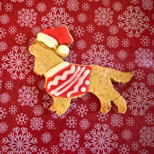 Spaniel in a Xmas jumper and santa hat shaped dog biscuit