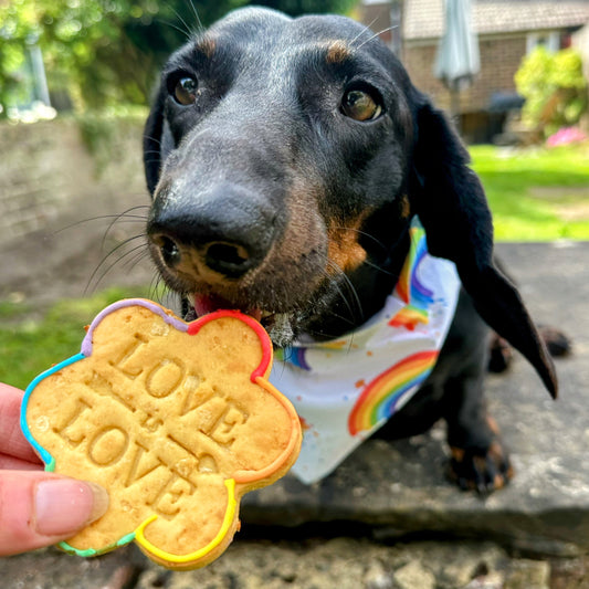 Dog wearing rainbow bandana with Pride heart dog biscuit