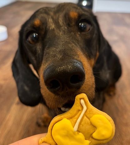 Moose the Dachshund, posing with a cocktail shaped cookie 