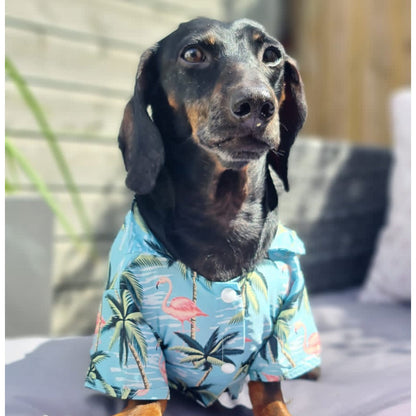 Baz the Sausage Dog wearing a blue Hawaiian shirt with flamingo and palm tree patterns.