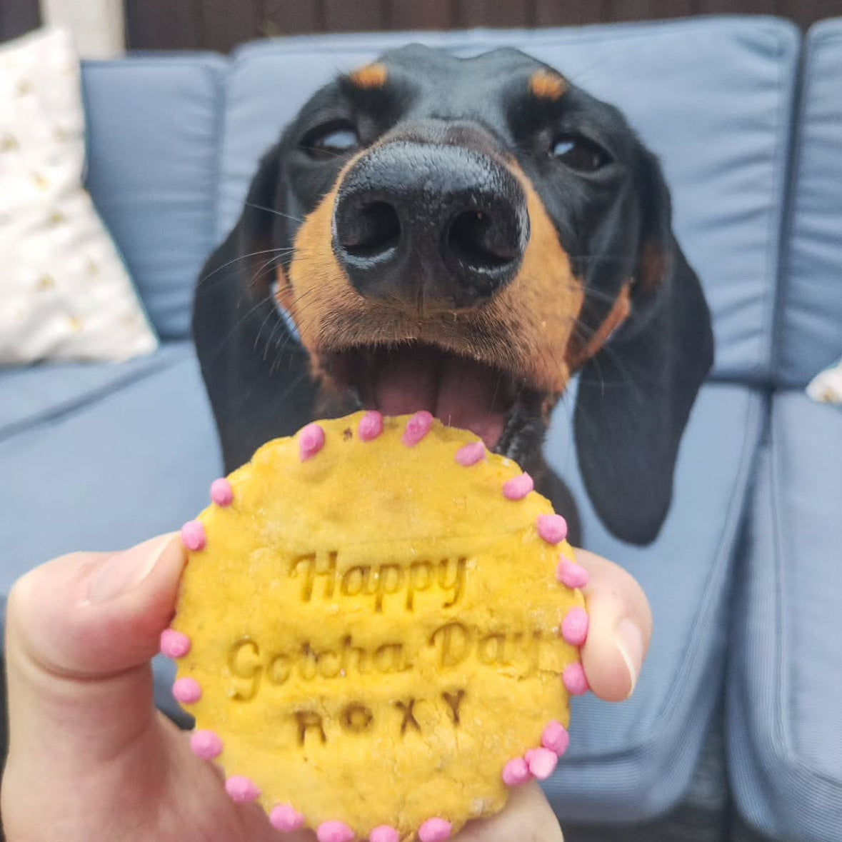 Dog with a cookie that says 'Happy Gotcha Day Roxy' on a couch