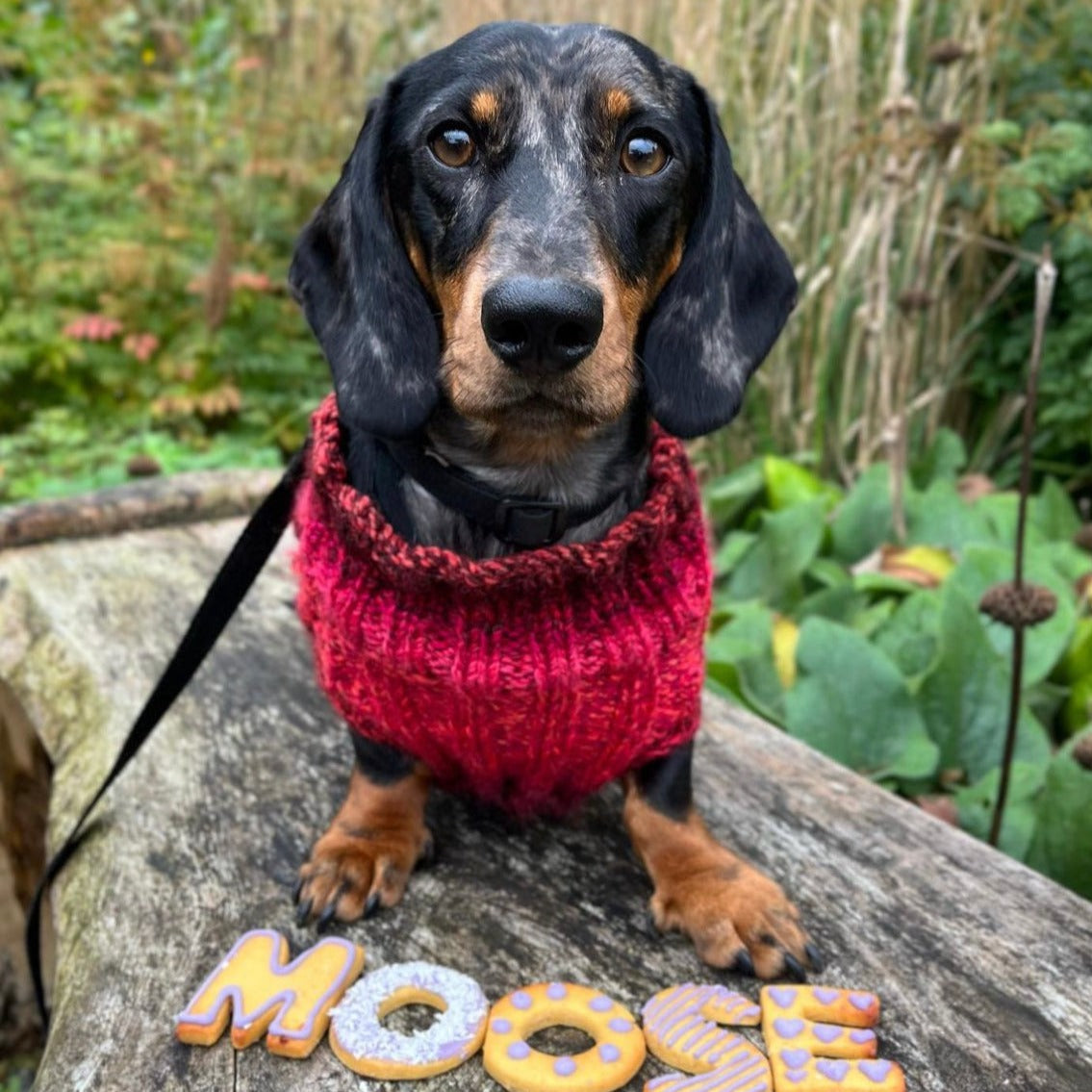 Moose the dachshund posing on a log with "MOOSE" spelt out in decorated dog biscuits 