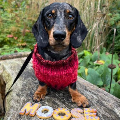 Moose the dachshund posing on a log with "MOOSE" spelt out in decorated dog biscuits 