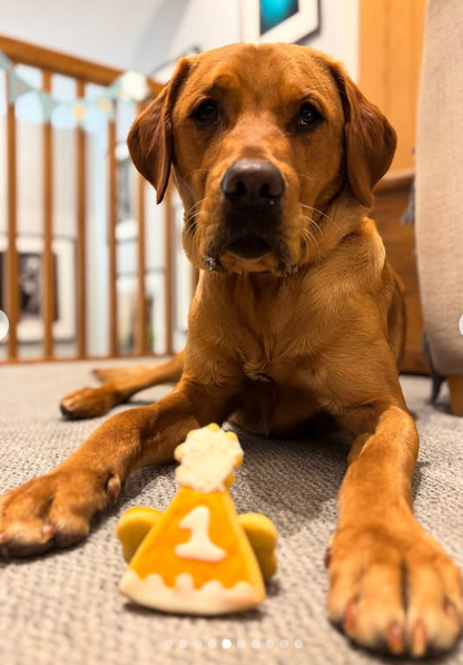 Dog laying down with a orange and white party hat dog biscuit in his paws
