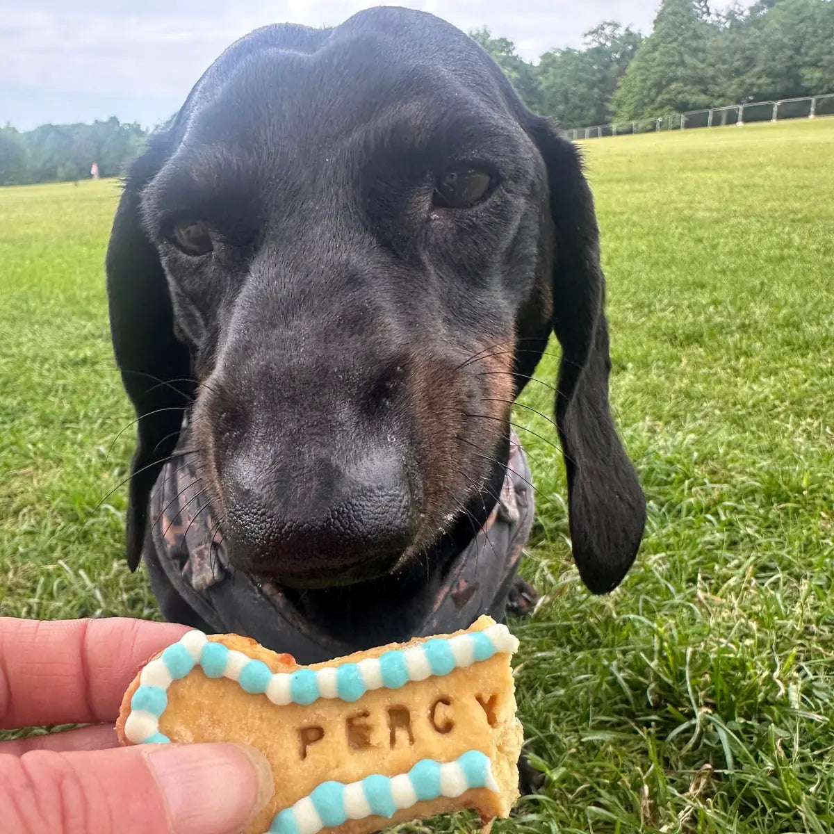 Percy the black and tan dachshund sniffing a personalised bone-shaped dog biscuit with blue and white icing.
