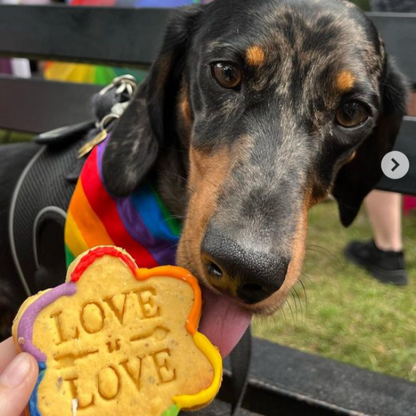 Moose licking his Love IS Love biscuit wearing pride flag bandanna
