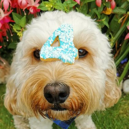 A dog with a coconut cover number 4 dog biscuit balanced on his nose